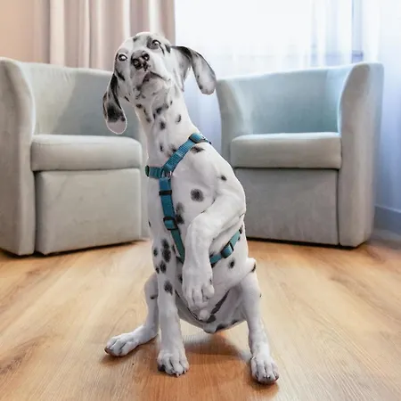 De La Depandance Di Augustus מלון 3*